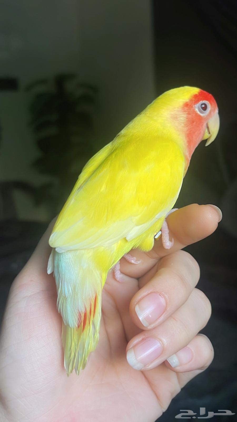For sale, a rose parrot63145548882945111