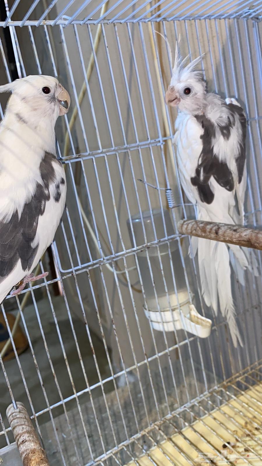 7 pairs of crows that have previously produced offspring63370818144642111