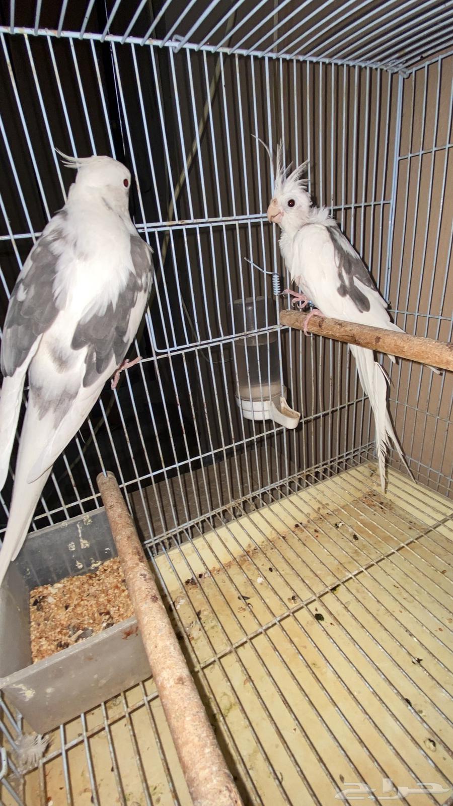 7 pairs of crows that have previously produced offspring63370818144642112