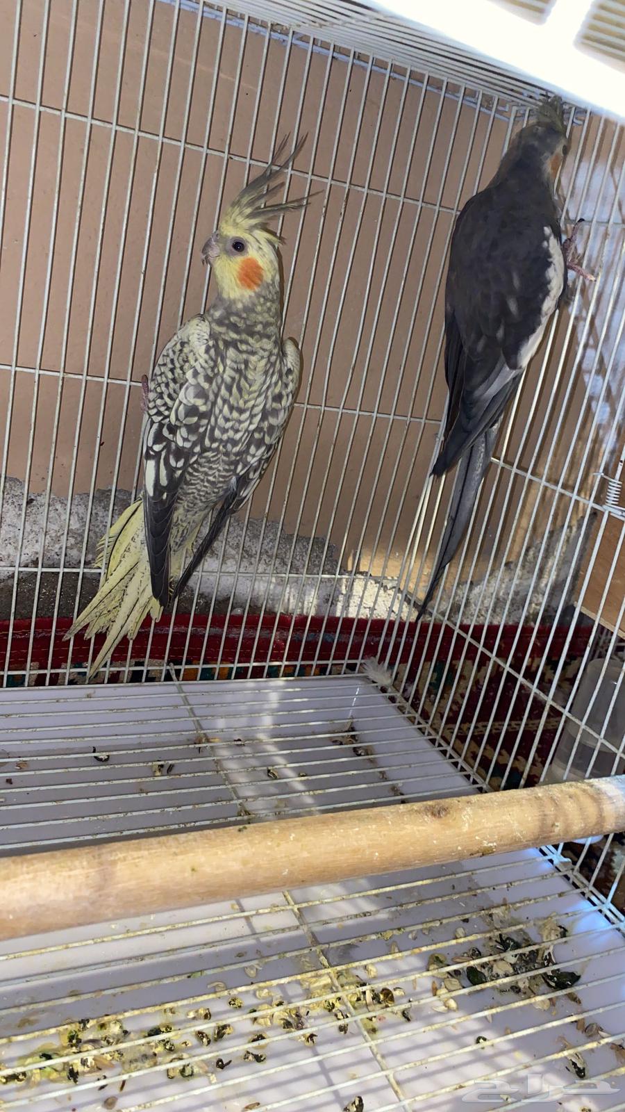7 pairs of crows that have previously produced offspring63370818144642118