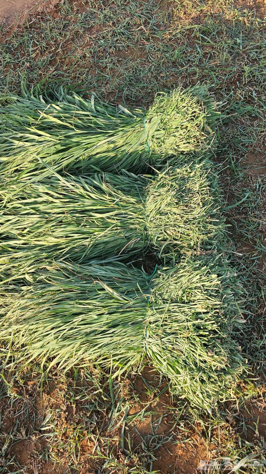 Bluebank grass ties633595113611551121