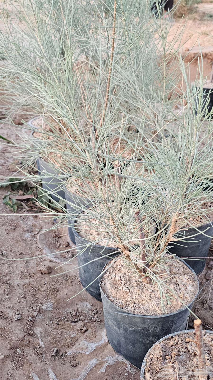 My country's cedar63354373125506111