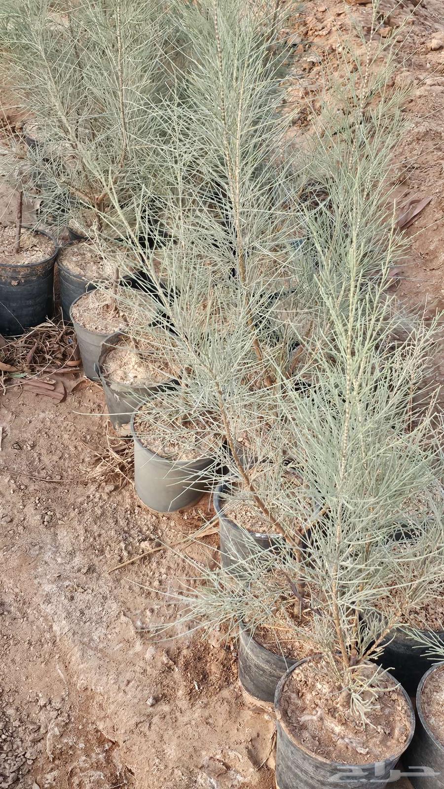 My country's cedar633543731255061124