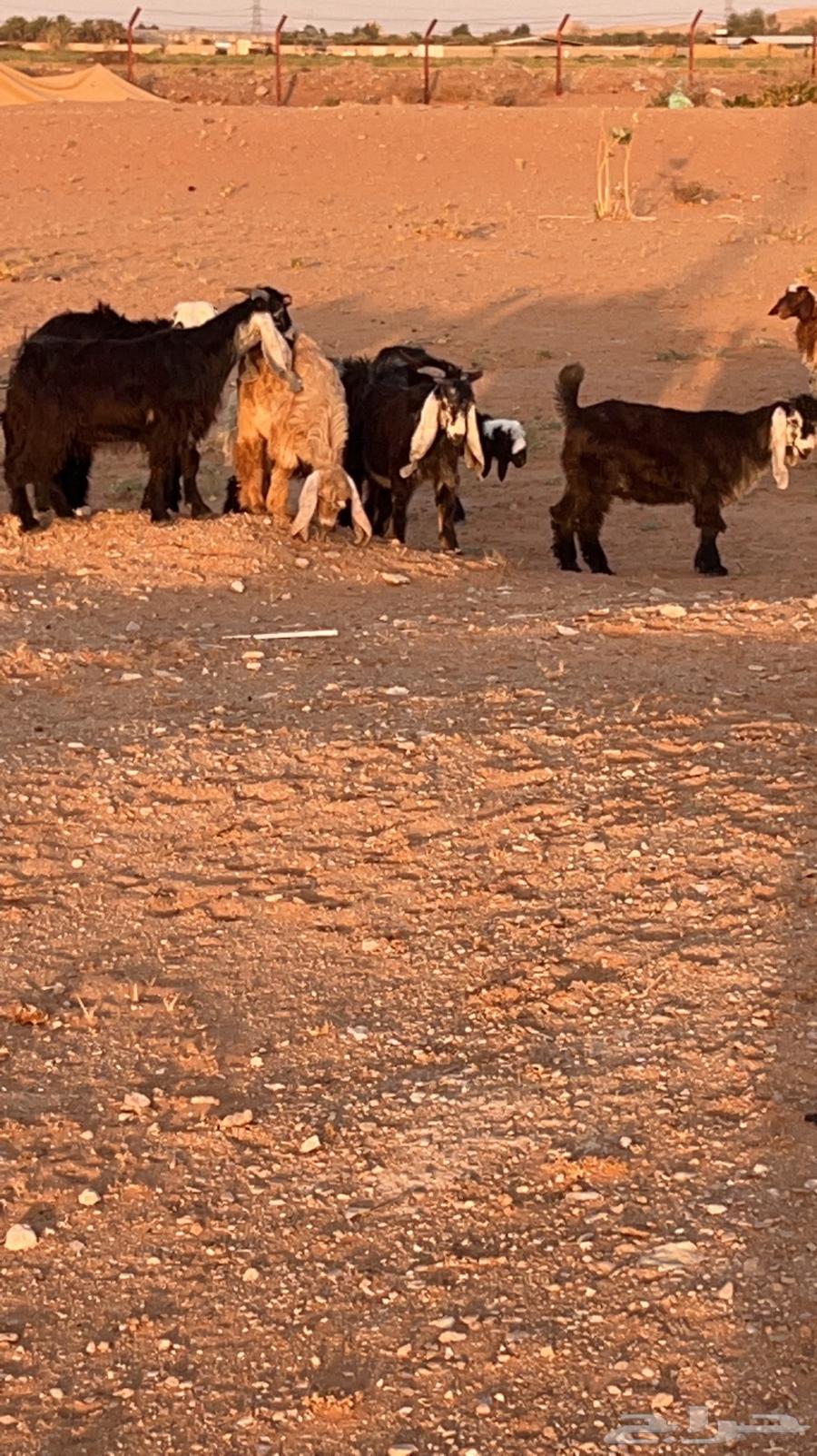 Tios Brih Lbanih for sale63181537998210111
