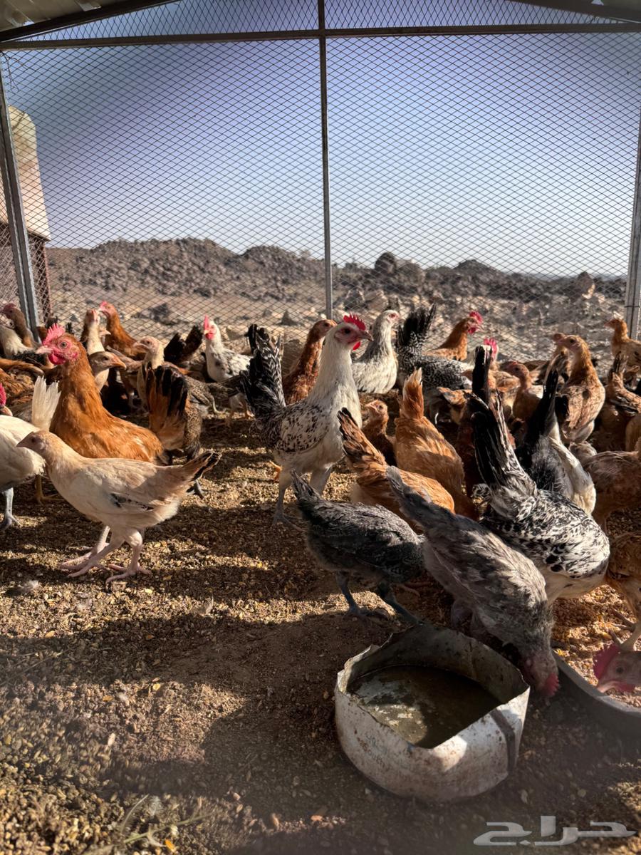 دجاج بلدي عمرشهرين63396561282947111