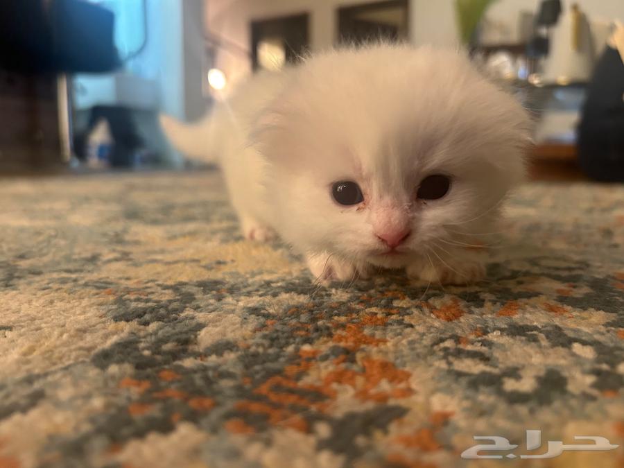 الخبر المطفه الشرقيه63328396230787111