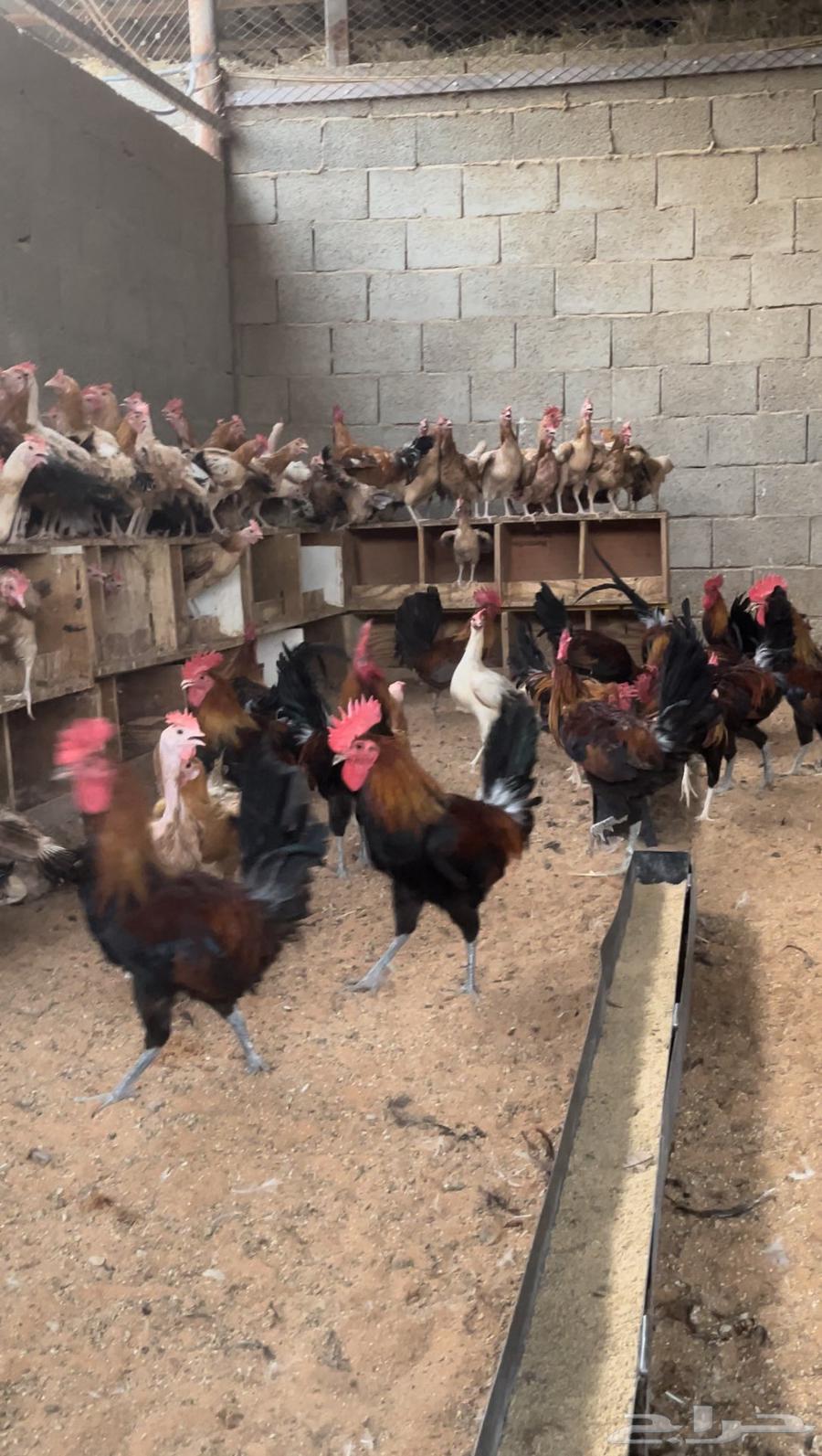 Local white chicken63332858120833110