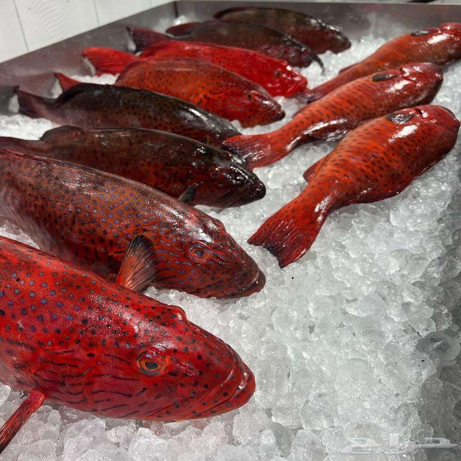 Fresh fish delivery, cleaned, packaged, and ready for cooking63334072091009111