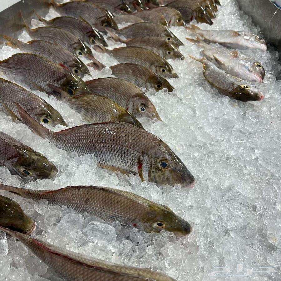 Fresh fish delivery, cleaned, packaged, and ready for cooking63334072091009113