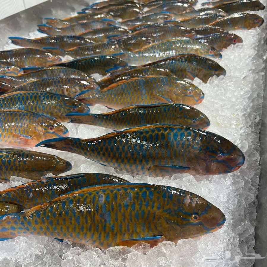 Fresh fish delivery, cleaned, packaged, and ready for cooking63334072091009112