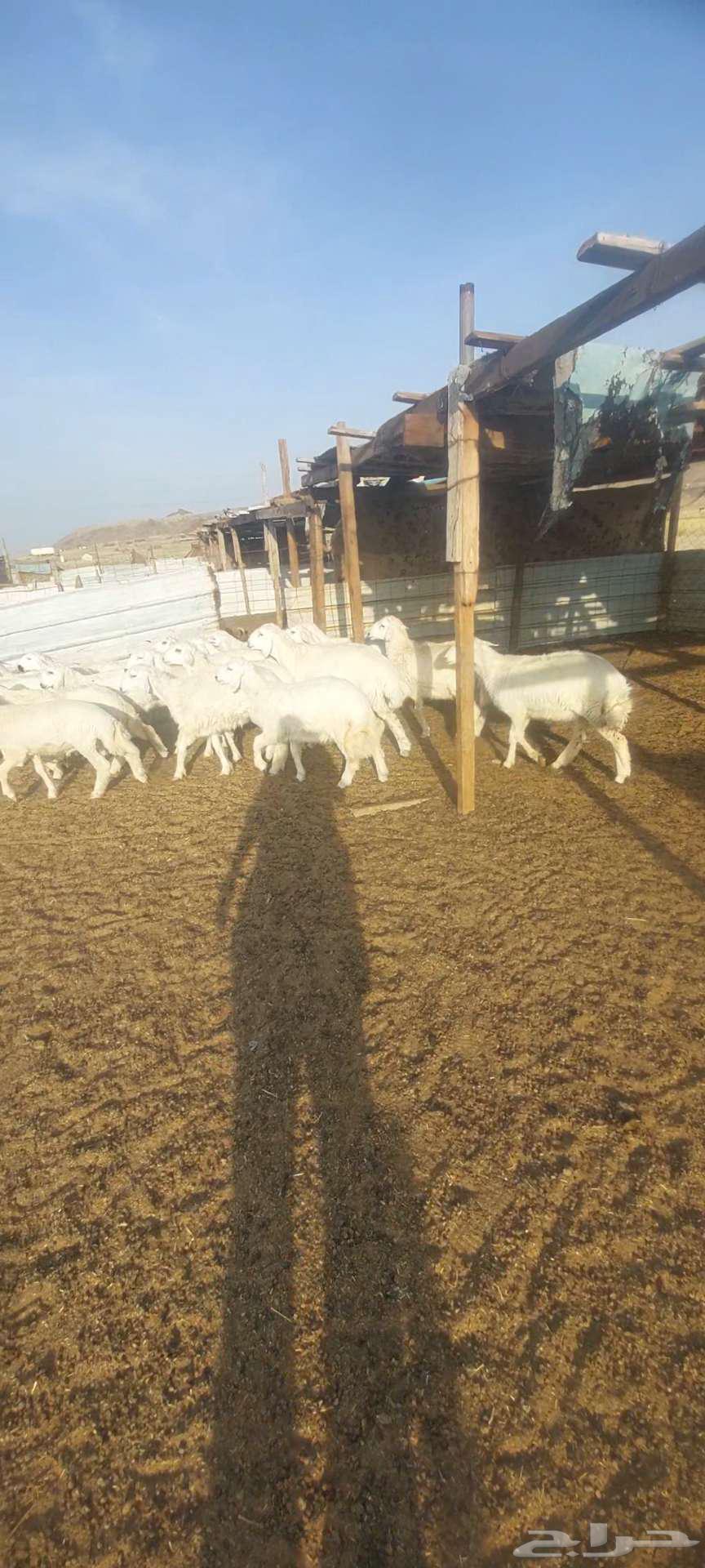 طليان ورخال. مناسبات. وطليان رفد ورخال مقنى63399766605057111