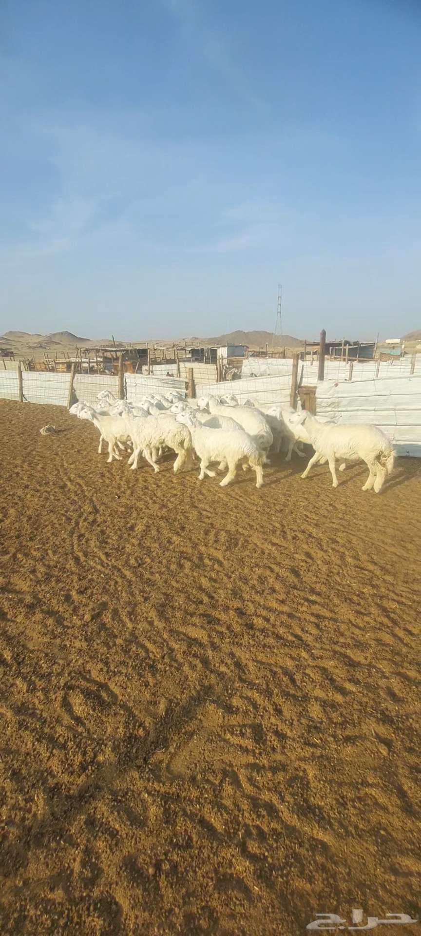 طليان ورخال. مناسبات. وطليان رفد ورخال مقنى63399766605057113
