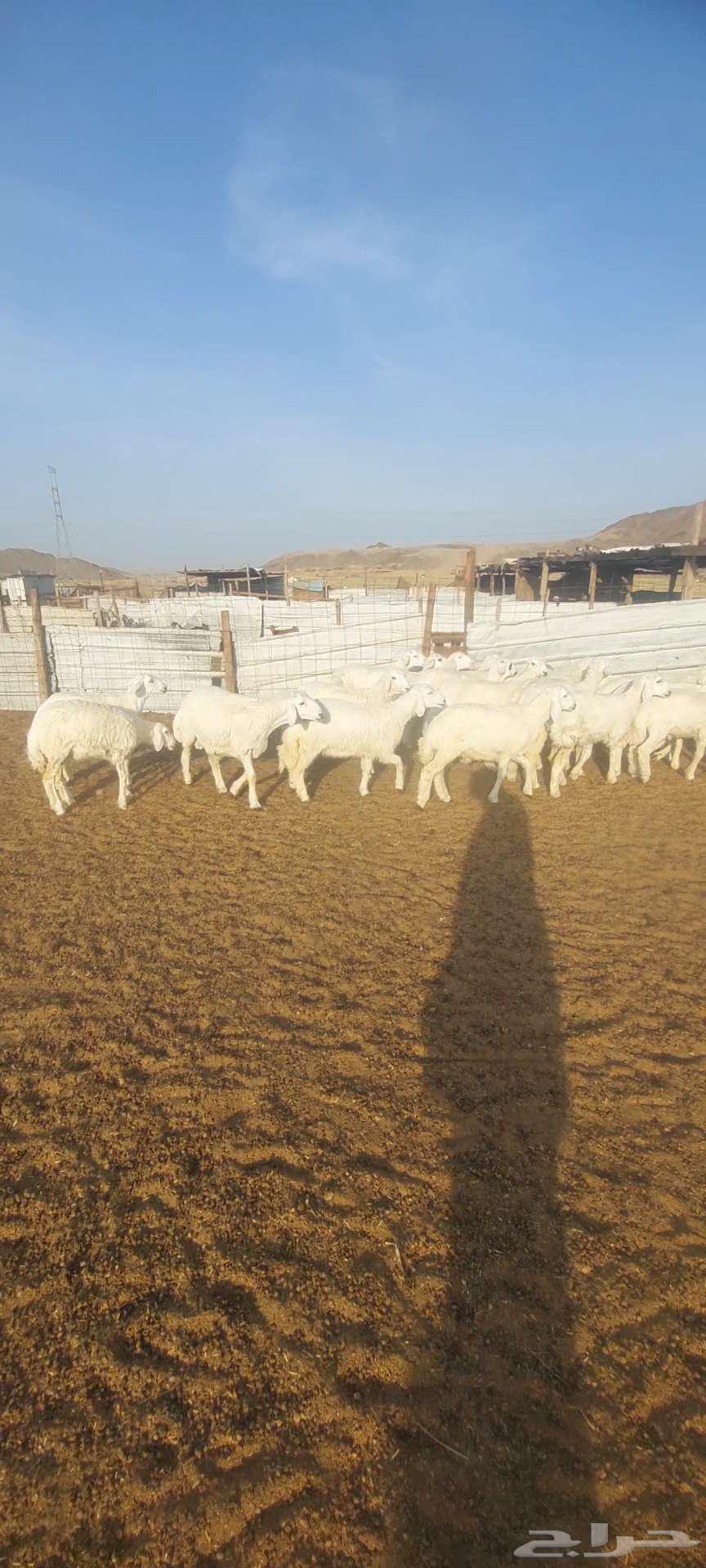 طليان ورخال. مناسبات. وطليان رفد ورخال مقنى63399766605057112