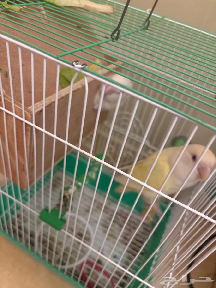 A couple, white and lemon, white and sky blue, red eyes63328119483906114