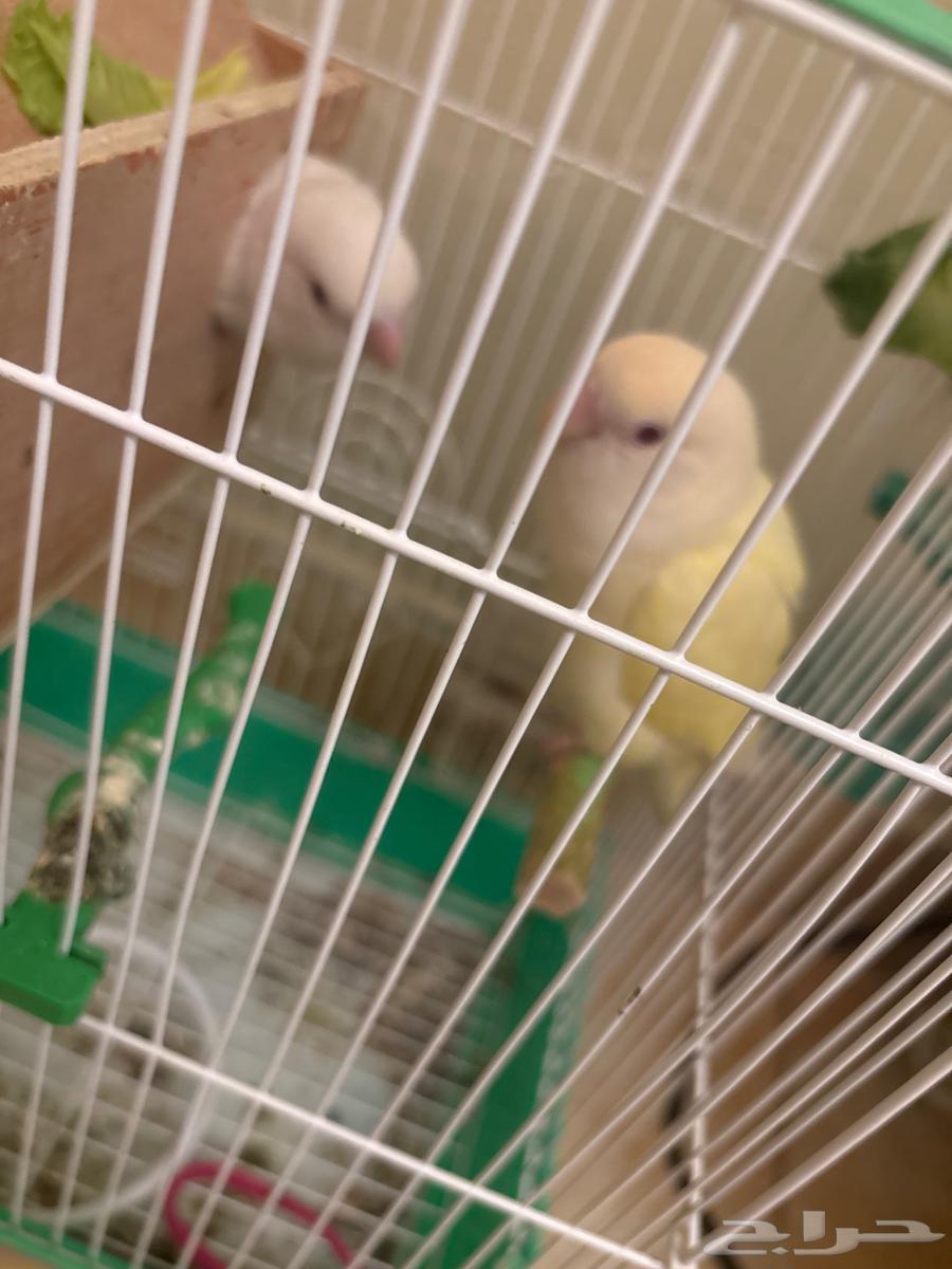 A couple, white and lemon, white and sky blue, red eyes63328119483906112