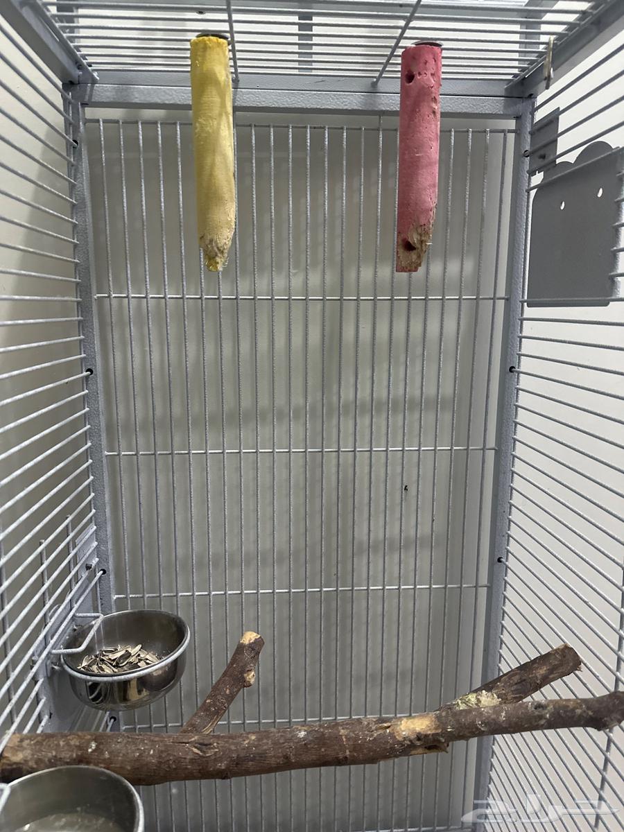 Kasako's Cage63005097516673112
