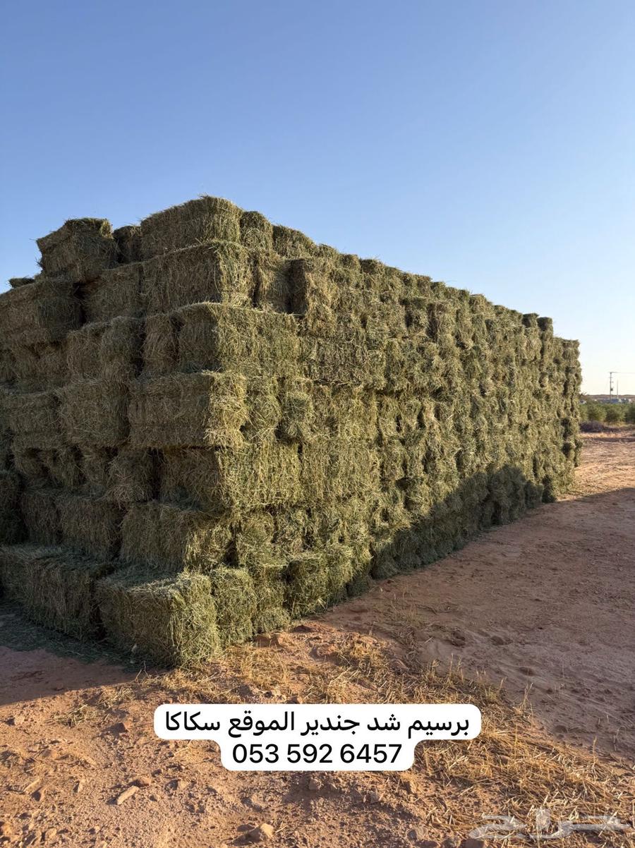 برسيم جندير63091924613377113
