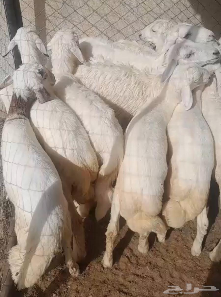 خرفان و رخال63005772084866111
