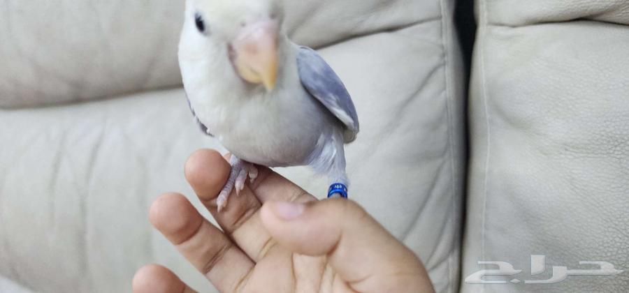 روز أليف لون مميز63403544363522113