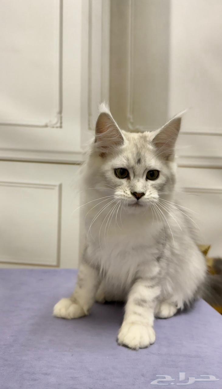 قط ماين كون للبيع مستورد من اوكرانيا MAIN COON63394697329281112