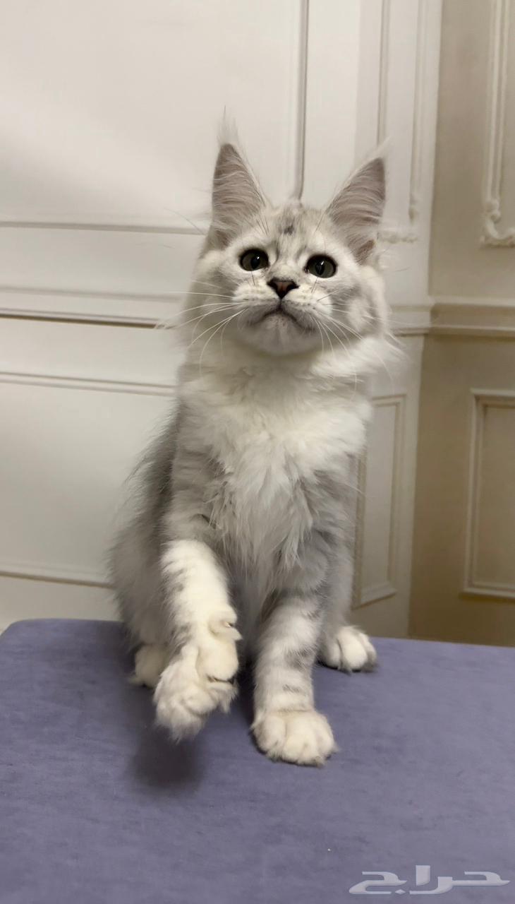 قط ماين كون للبيع مستورد من اوكرانيا MAIN COON63394697329281113