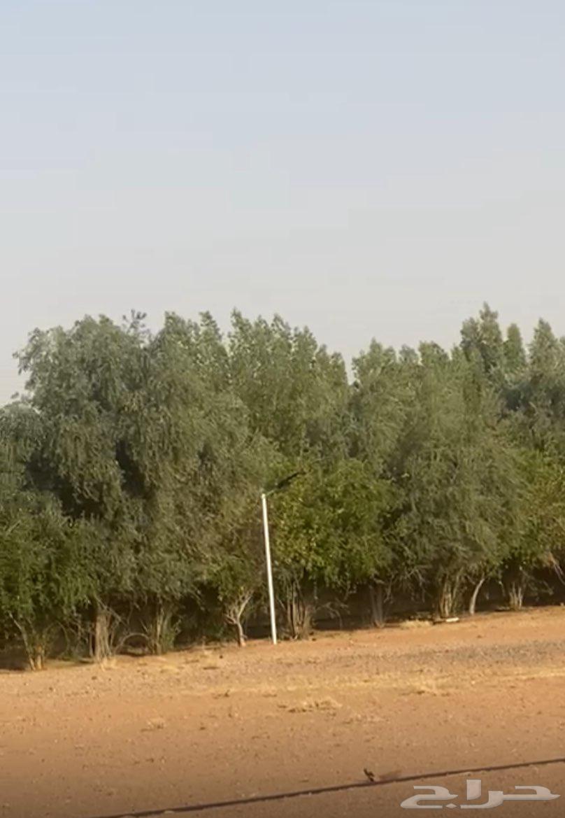 Olive trees, citrus trees, palm trees, and Washingtonia palms63382068379650111
