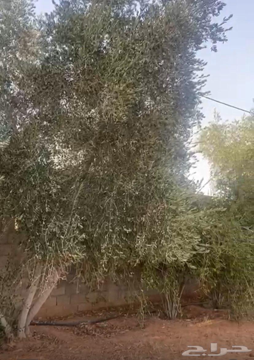 Olive trees, citrus trees, palm trees, and Washingtonia palms63382068379650112