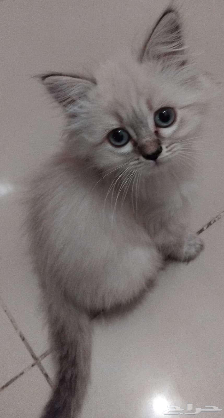 قطه صغيره63396574811906112