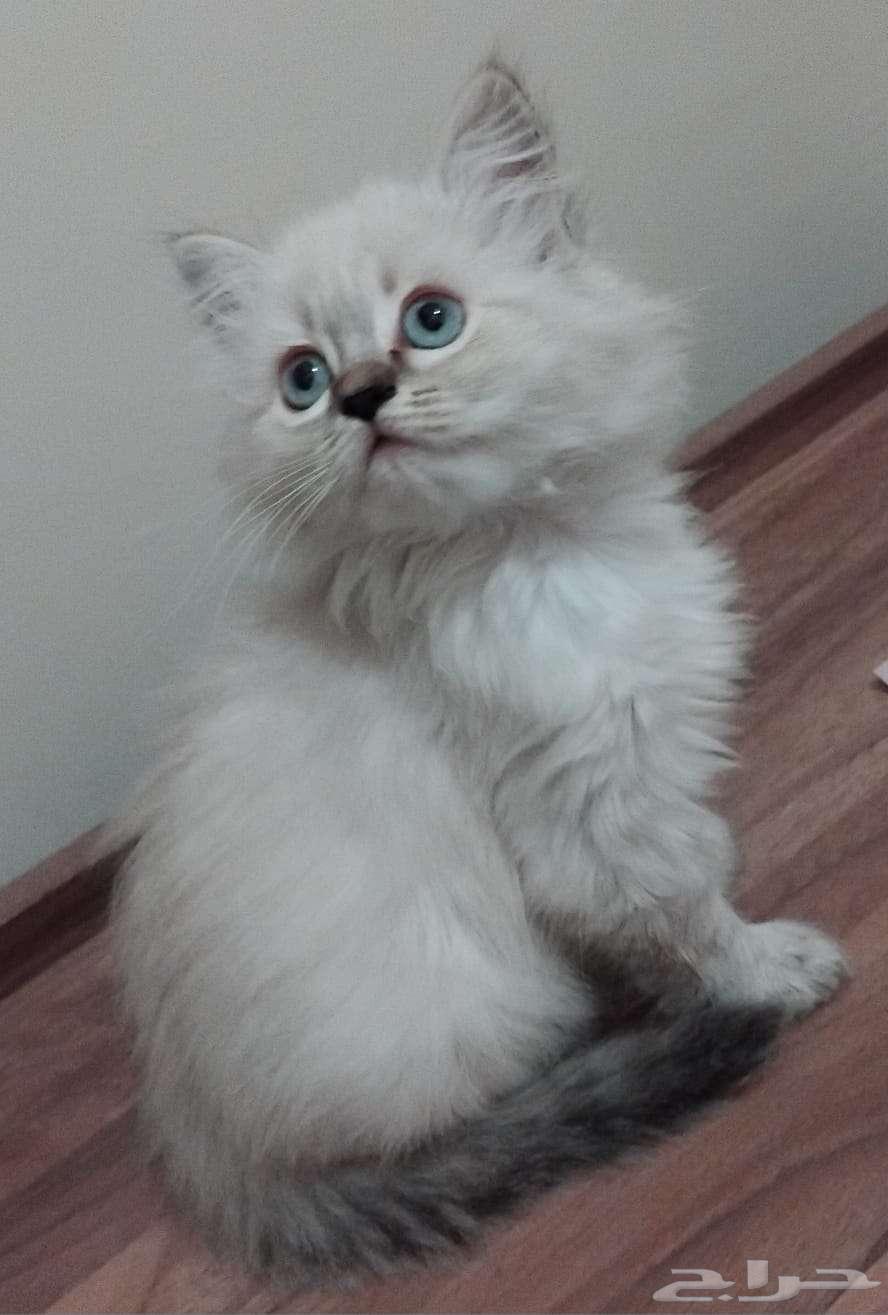 قطه صغيره63396574811906114