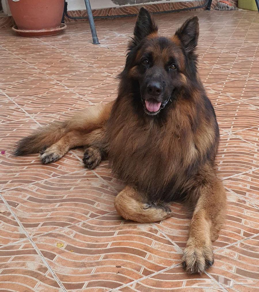 German Shepherd Long Hair63394628126851111