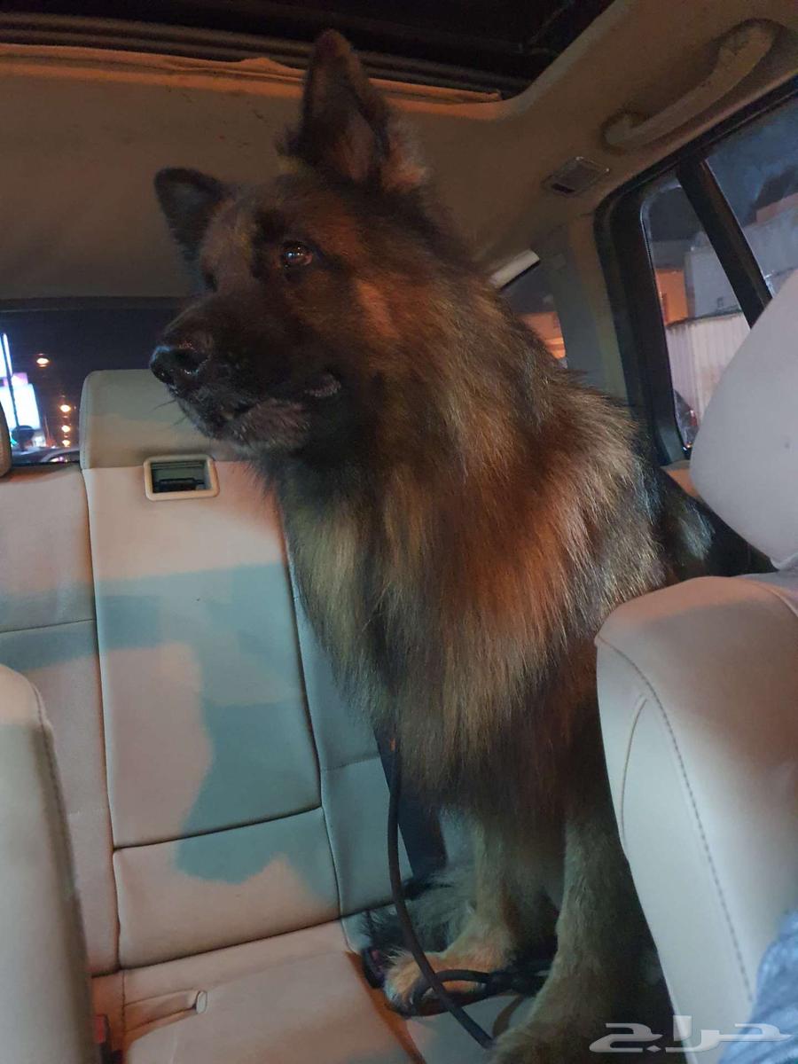 German Shepherd Long Hair63394628126851113