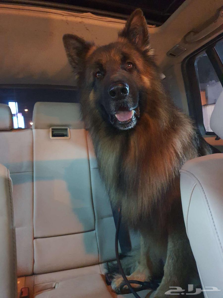 German Shepherd Long Hair63394628126851112