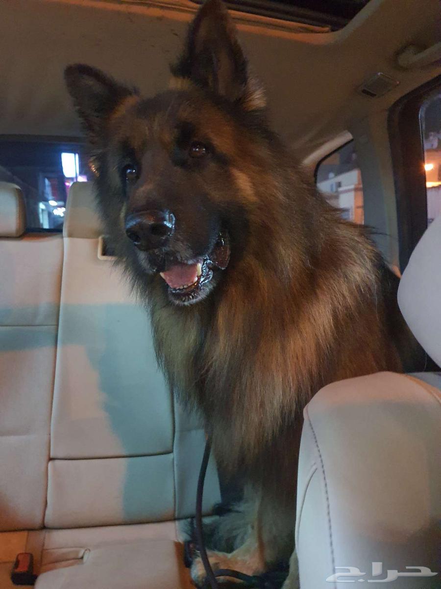 German Shepherd Long Hair633946281268511116