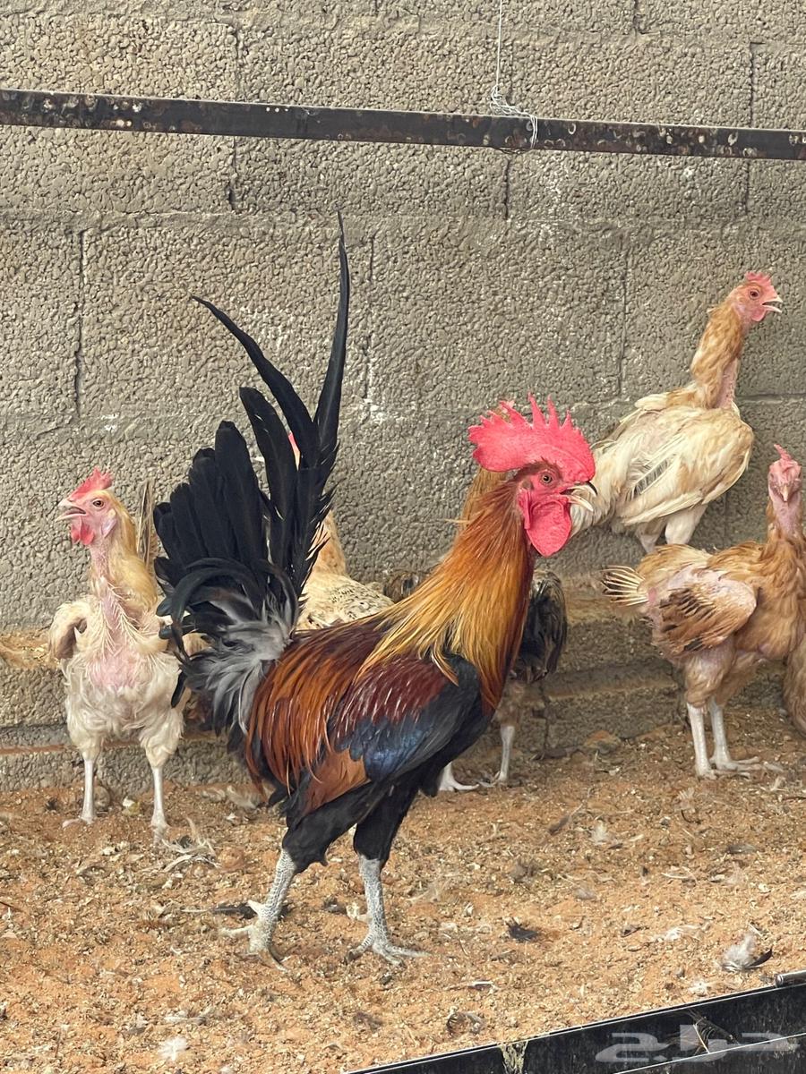 ديك عربي سيافي63396553988737111