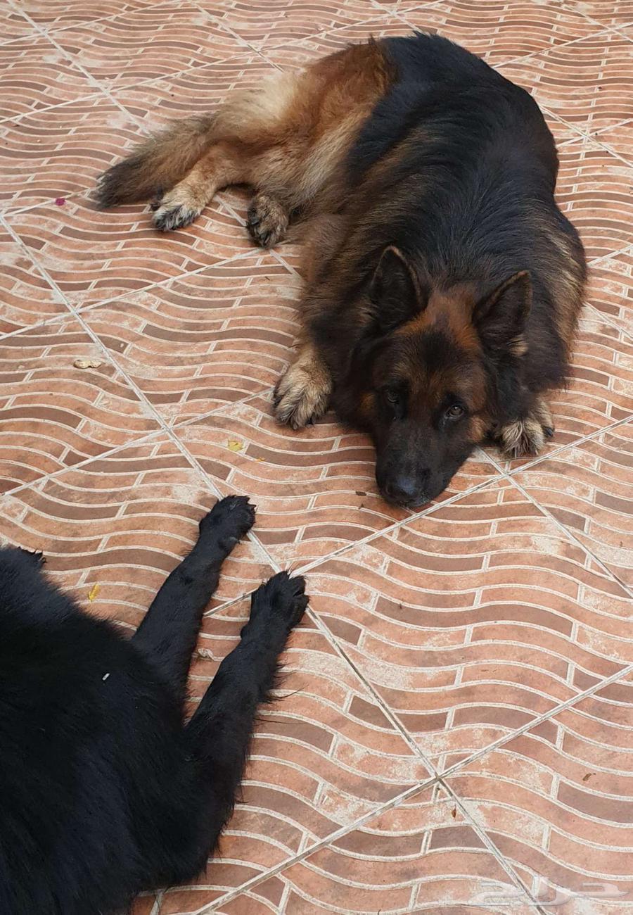 German Shepherd Long Hair63394628126851114