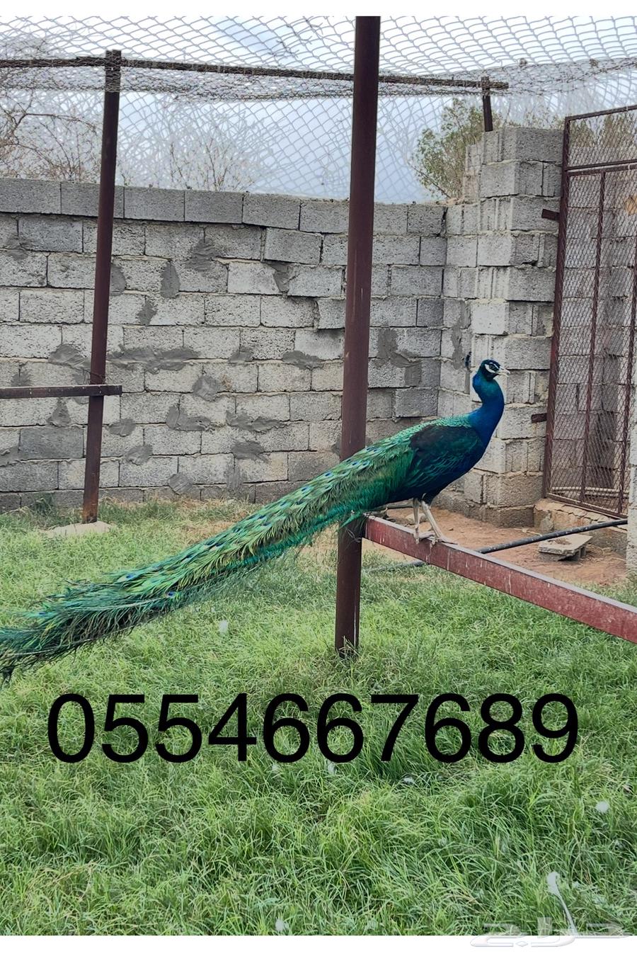 ذكر طاووس بلاك شولدر63396594162691111