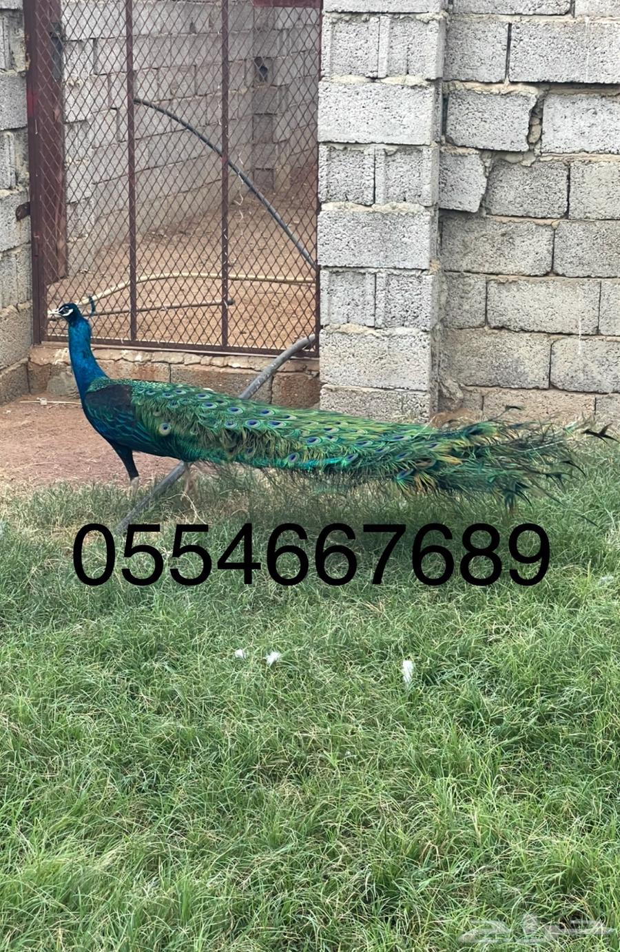 ذكر طاووس بلاك شولدر63396594162691112