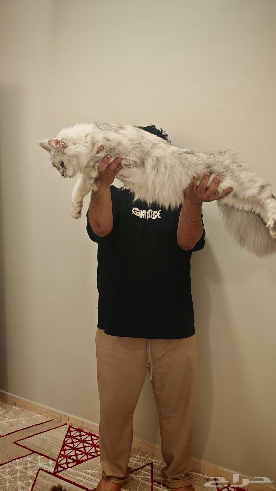 قط ماين كون للبيع مستورد من اوكرانيا MAIN COON63394697329281111