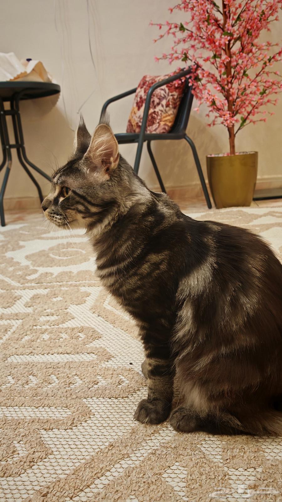 قط ماين كون للبيع مستورد من اوكرانيا MAIN COON63394697329281114