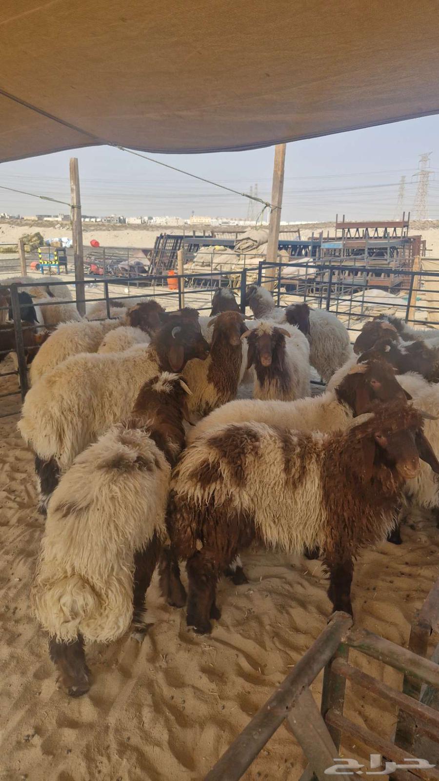 ذبايح نعيم حري تيوس63396515164546114