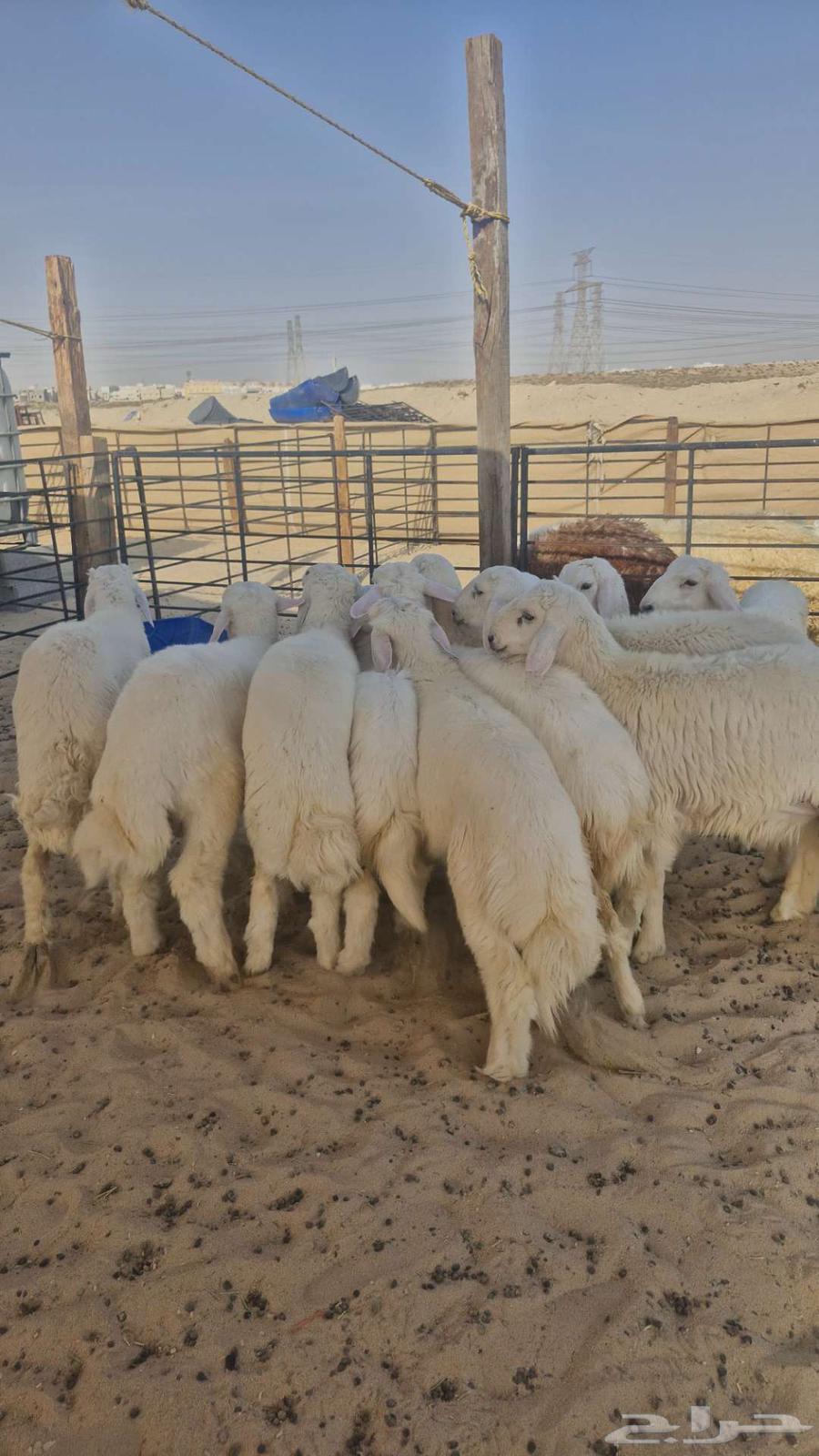ذبايح نعيم حري تيوس63396515164546112
