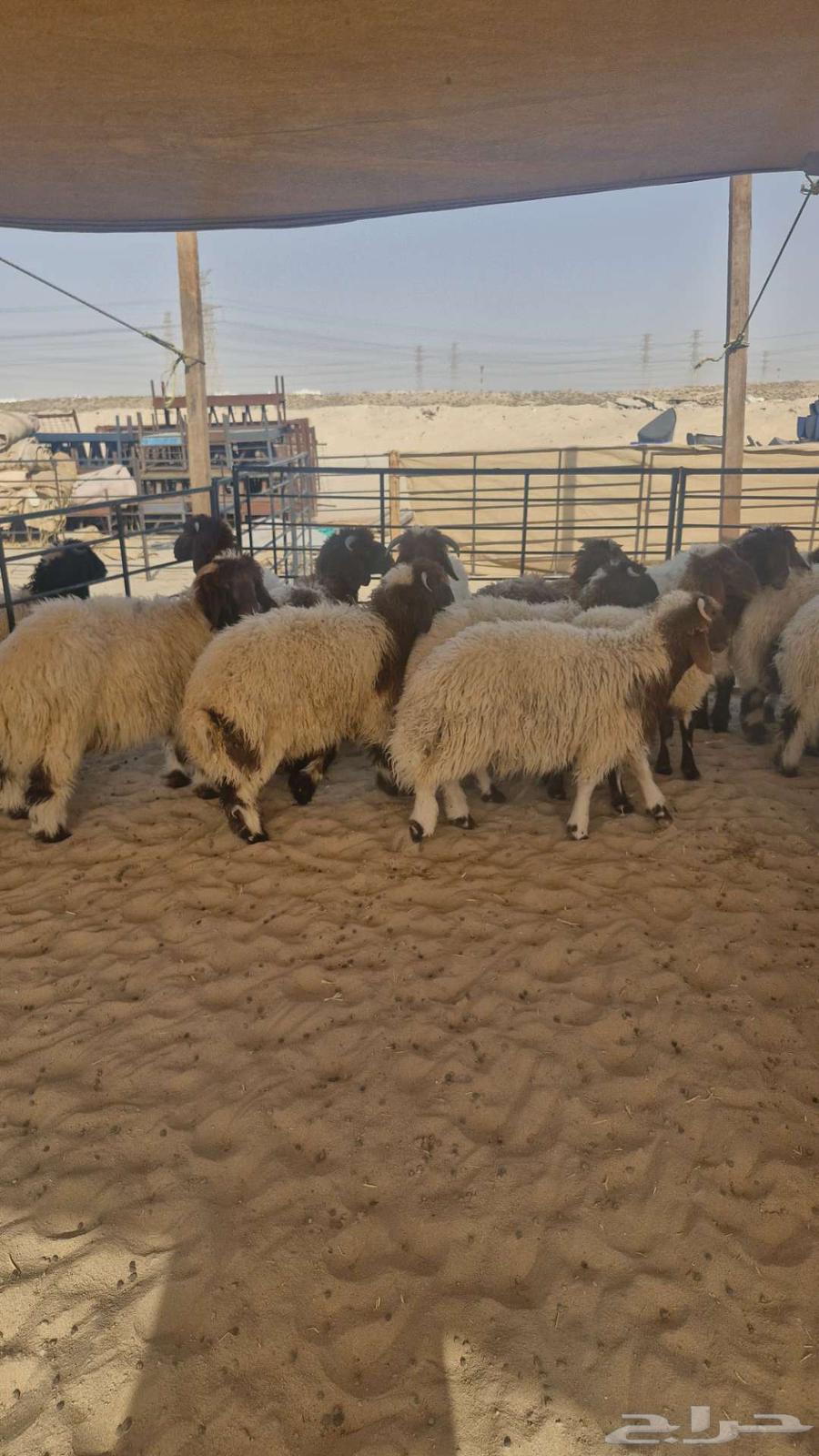 ذبايح نعيم حري تيوس63396515164546111