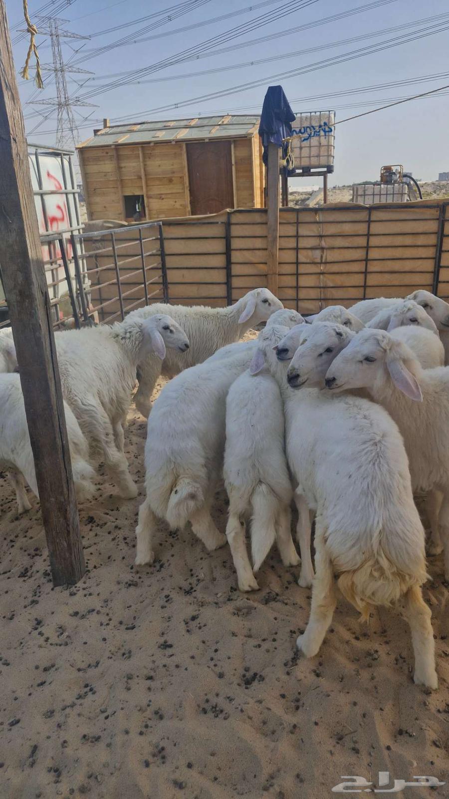 ذبايح نعيم حري تيوس63396515164546118
