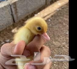 Arnowbi Farms announces, by the grace and success of God, the availability of Beijing duck sauce63392095192961111