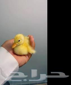 Arnowbi Farms announces, by the grace and success of God, the availability of Beijing duck sauce63392095192961116