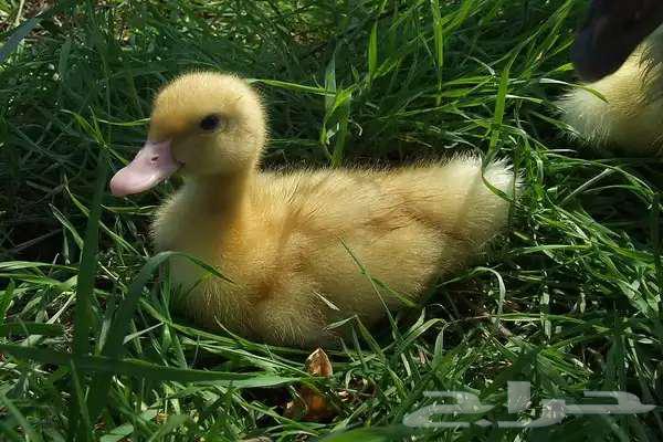 Arnowbi Farms announces, by the grace and success of God, the availability of Beijing duck sauce63392095192961113