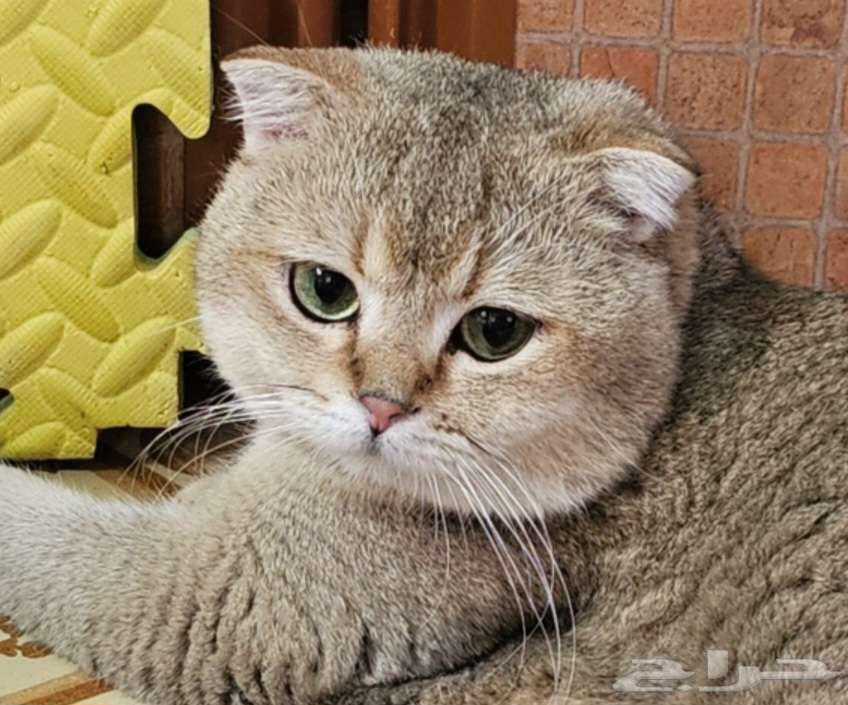 سكوتش فولد للتزواج63380708469507114