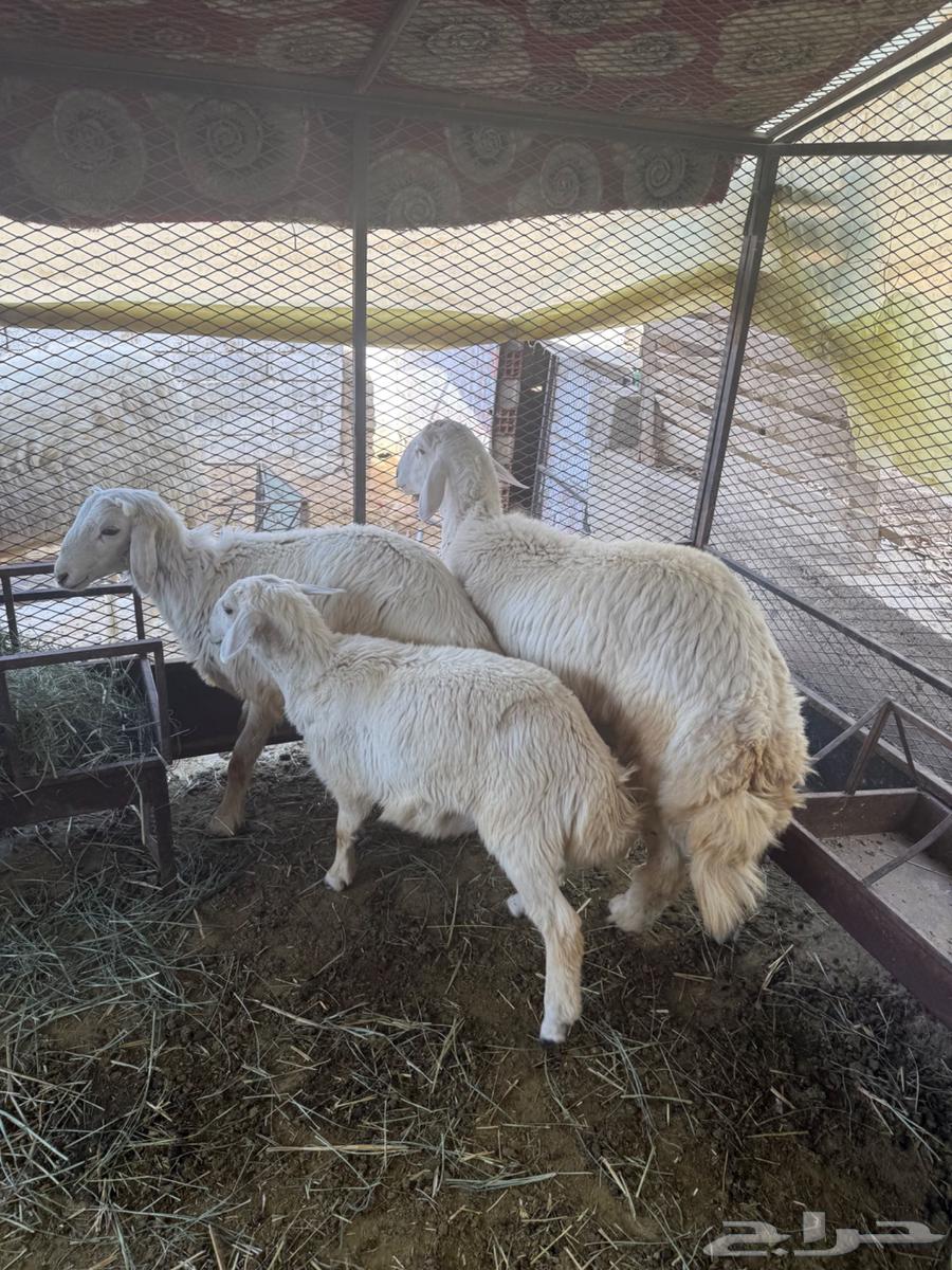 طليان حري63391749392514111