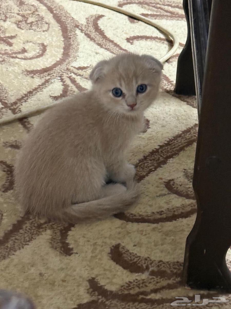سكوتش 3 إناث للبيع على السوم والي يبي يستفسر يجي خاص63391190235905112