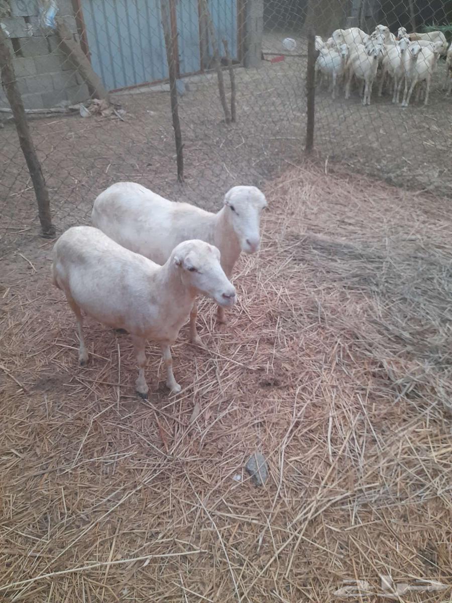 Sheep for sale63403000254210110